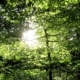 Life Cycle Analysis in der Nachhaltigkeits- Innovationsberatung - Wald